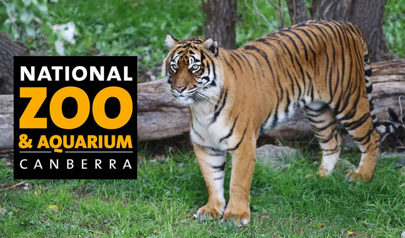 ico-natzoo (1)